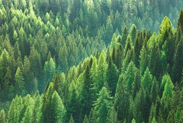Sustainable Sourcing: Simple Pines’ Commitment to Eco-Friendly Wood