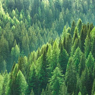 Sustainable Sourcing: Simple Pines’ Commitment to Eco-Friendly Wood